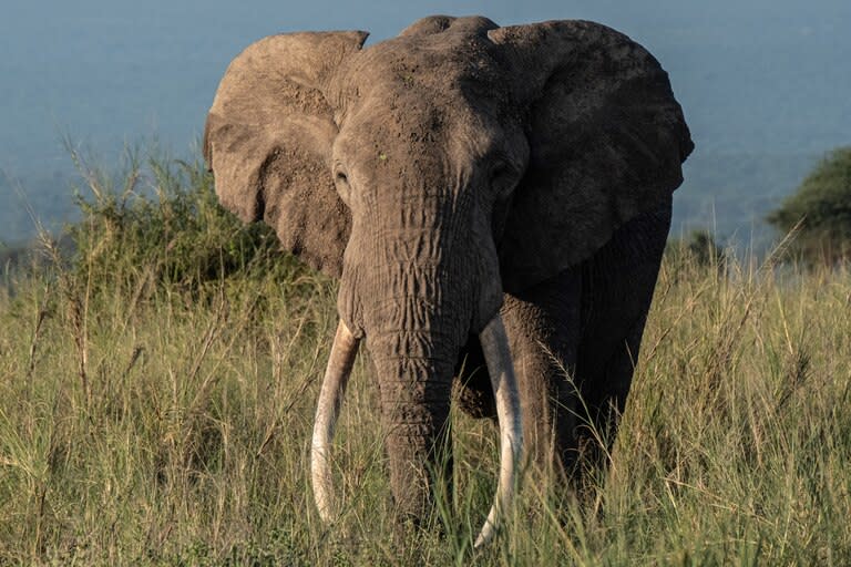 Imagen de carácter ilustrativo. Un elefante mató a un cazador furtivo en un parque nacional