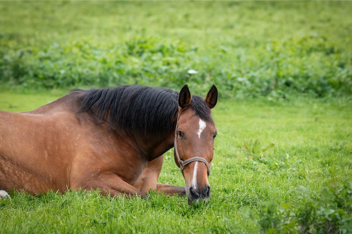 Horse euthanised after suffering significant injuries following a crash on Fondlyset Lane, near Dipton, Stanley Credit: PIXABAY <i>(Image: Pixabay)</i>