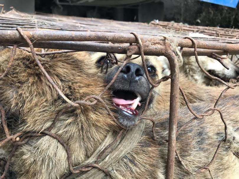 Dogs Yulin China Meat