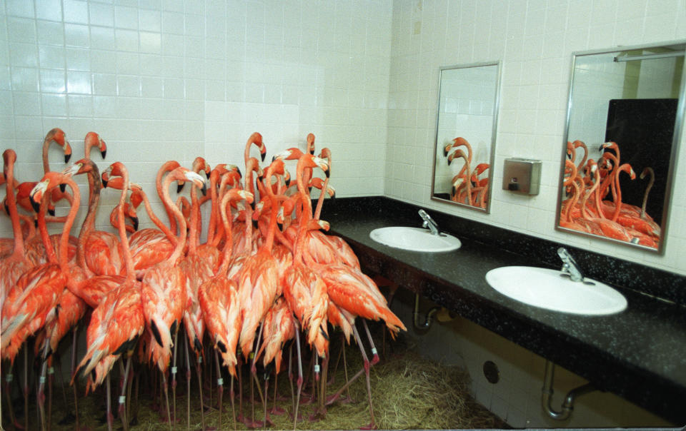 Flamingos huddle in a bathroom during Hurricane Floyd in 1999. (Photo: Tim Chapman via Getty Images)