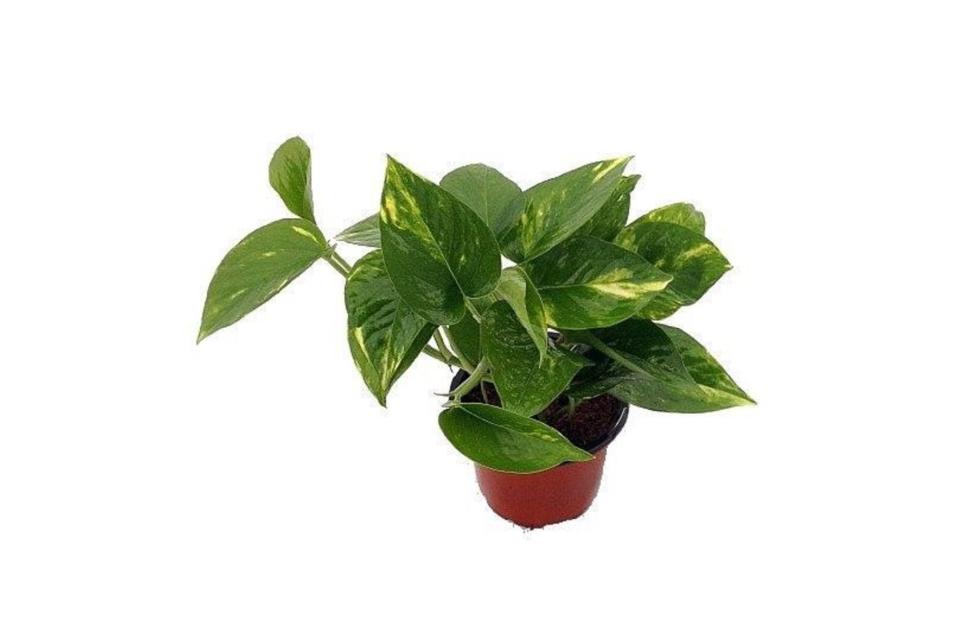 Pothos Plant