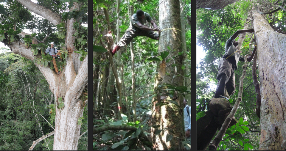 Certaines mesures imposent de grimper aux arbres, comme le fait Pierre Ploton au Cameroun sur la photo de gauche. Mesurer des diamètres peut également s'avérer acrobatique quand les arbres sont déformés. Vincent Droissart et Nicolas Barbier, Fourni par l'auteur