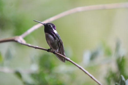 A hummingbird sits on a branch in Palm Desert.
