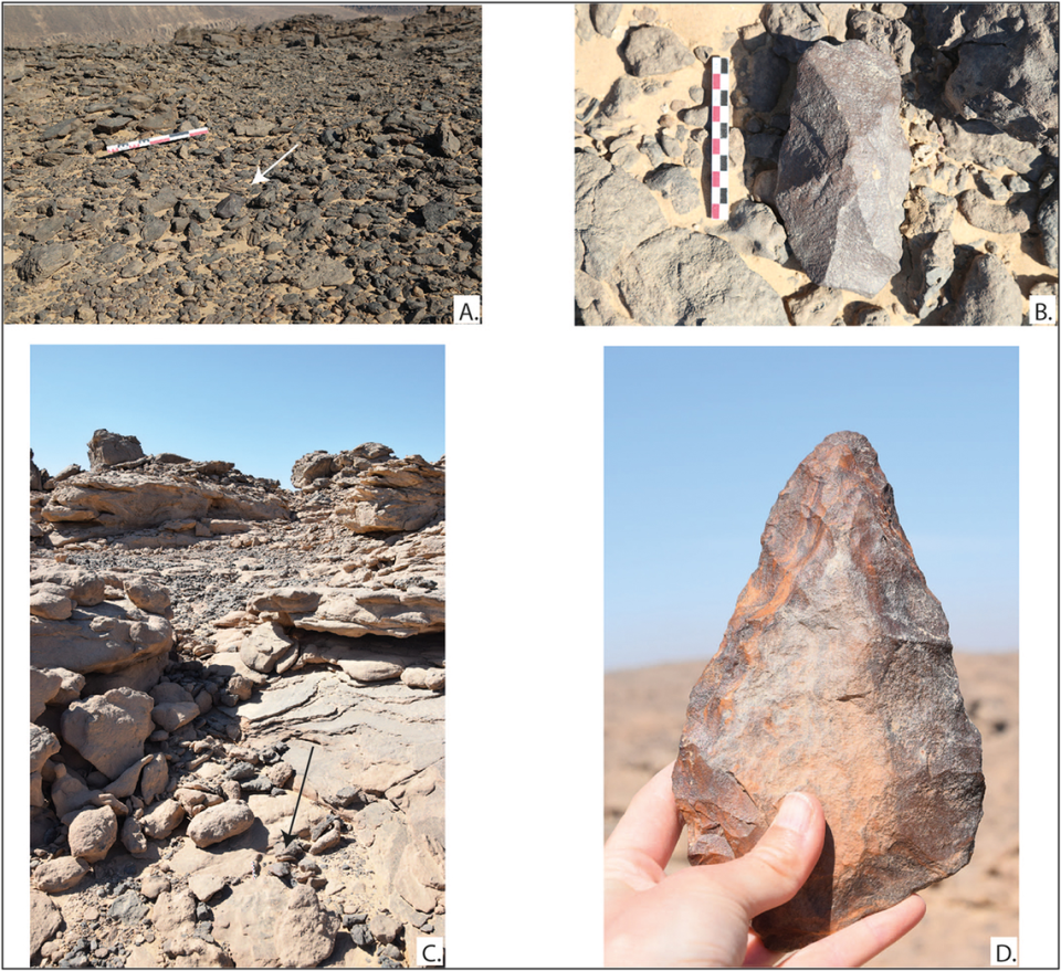 An ancient cleaver (A, B) and ax (C, D) found in Wadi Abu Subeira.