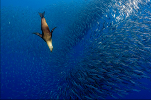 《注視》，攝影師：吳永森／台灣二獎。| © Yung-sen Wu, 2020 Sony World Photography Awards (Courtesy of Sony)