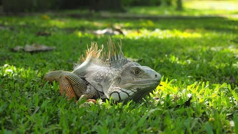An iguana in the city's botanical garden - Credit: getty