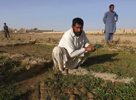 An Afghan farmer works on his poppy field cultivation on the outskirts of Farah province February 4, 2015. REUTERS/Omar Sobhani