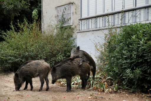 Haifa municipality has sought to�encourage tolerance of the wild boars, even before a new left wing mayor banned culling