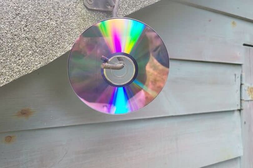 A CD hanging in a garden
