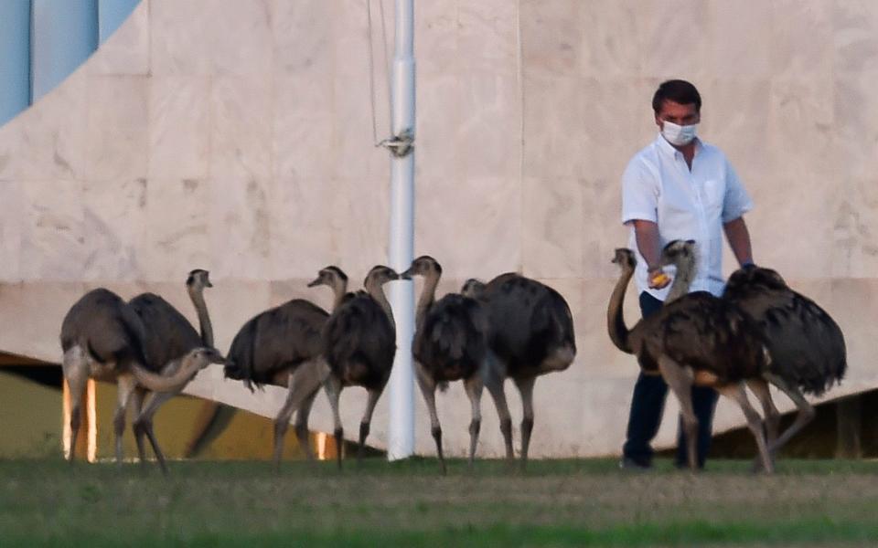 Feeding the birds has reportedly been one of Mr Bolsonaro's favourite pastimes while he is in self-isolation -  SERGIO LIMA/AFP