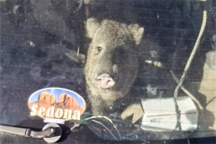 A Javelina was found in a vehicle in Cornville, Ariz., on April 6, 2022. (Yavapai County Sheriff's Office)