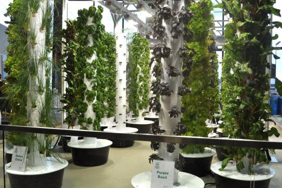 Indoor garden: produce is used by the airport’s restaurants (Chicago O’Hare International airport)