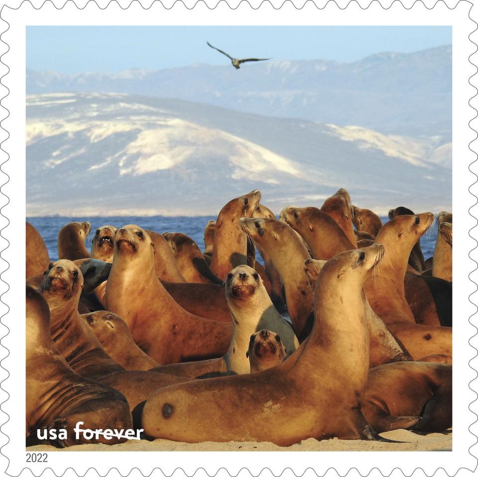 This new USPS stamp features California sea lions and the Channel Islands National Marine Sanctuary.