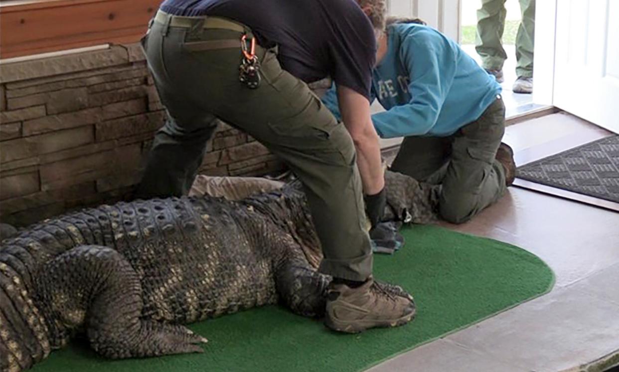 <span>New York Department of Environmental Conservation officers secure an 11-ft alligator for transport after it was seized from a home in Hamburg, NY, on 13 March.</span><span>Photograph: NYDEC/AP</span>