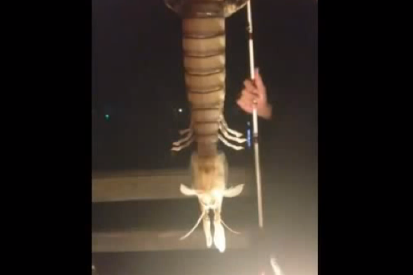 Giant shrimp caught in Florida