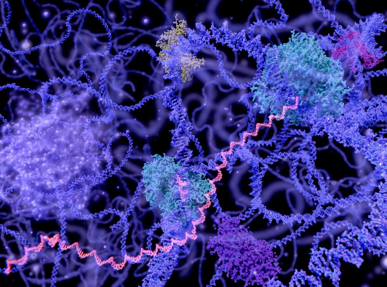 <span class="caption">B117, the SARS CoV-2 variant that was first detected in the U.K., has been found to be 30%-80% more transmissible.</span> <span class="attribution"><a class="link " href="https://www.gettyimages.com/detail/illustration/transcription-illustration-royalty-free-illustration/581746725?adppopup=true" rel="nofollow noopener" target="_blank" data-ylk="slk:Juan Gaertner/Science Photo Library via Getty Images;elm:context_link;itc:0;sec:content-canvas">Juan Gaertner/Science Photo Library via Getty Images</a></span>