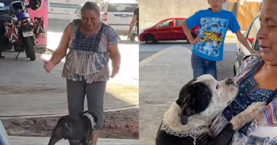 Perrita se reencuentra con su familia luego de que se la robaron y estuvieron separados 2 años. Foto: Captura de video TikTok vía @zadrigman