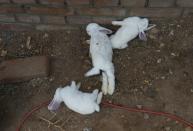 Dead rabbits on a farm that breeds animals for fur in Zhangjiakou, in China's Hebei province, on July 21, 2015