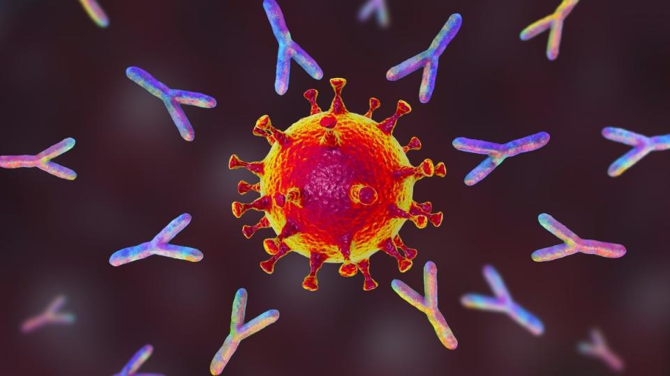 An illustration of antibodies attacking a virus