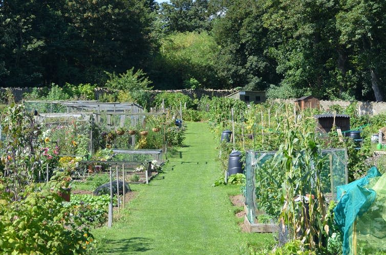 Photo of allotment plots with grass pathway in the centre