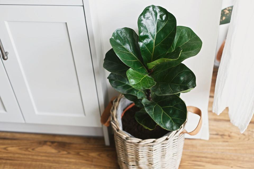 big fiddle leaf fig tree in stylish modern pot near kitchen furniture ficus lyrata leaves, stylish plant on wooden floor in kitchen floral decor in modern home