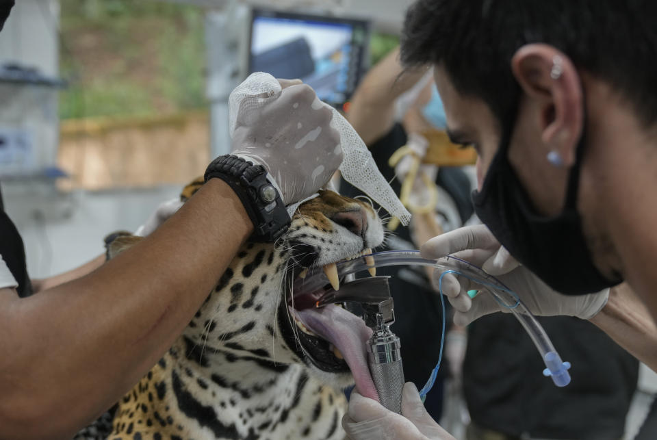 Veterinarians intubate a jaguar in preparation for an artificial insemination procedure at the Mata Ciliar Association conservation center, in Jundiai, Brazil, Thursday, Oct. 28, 2021. According to the environmental organization, the fertility program intends to develop a reproduction system to be tested on captive jaguars and later bring it to wild felines whose habitats are increasingly under threat from fires and deforestation. (AP Photo/Andre Penner)