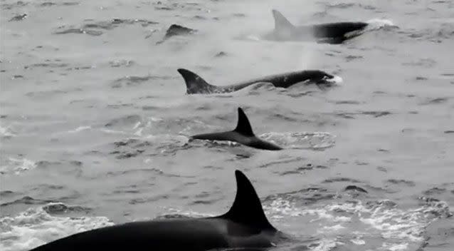 The orcas set off in pursuit of their meal. Source: Naturaliste Charters/ Blair Ranford