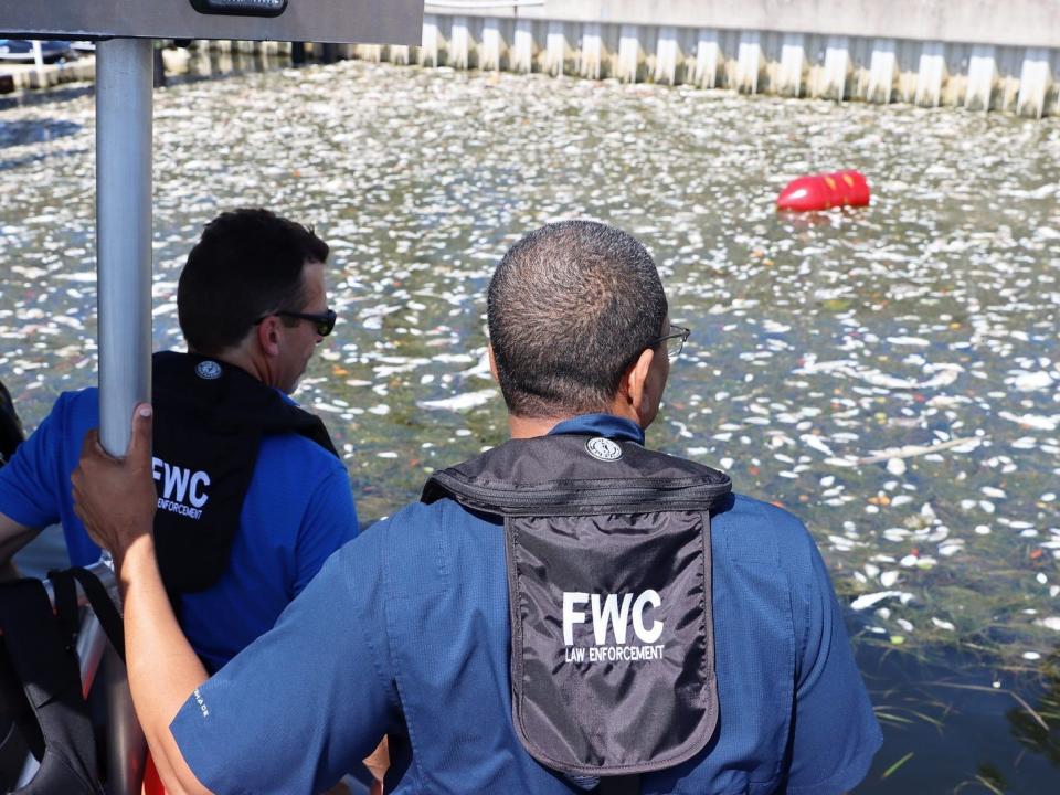 dead fish FWC florida