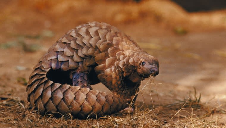 Police Dogs Flying to Thailand To Help Protect Pangolins