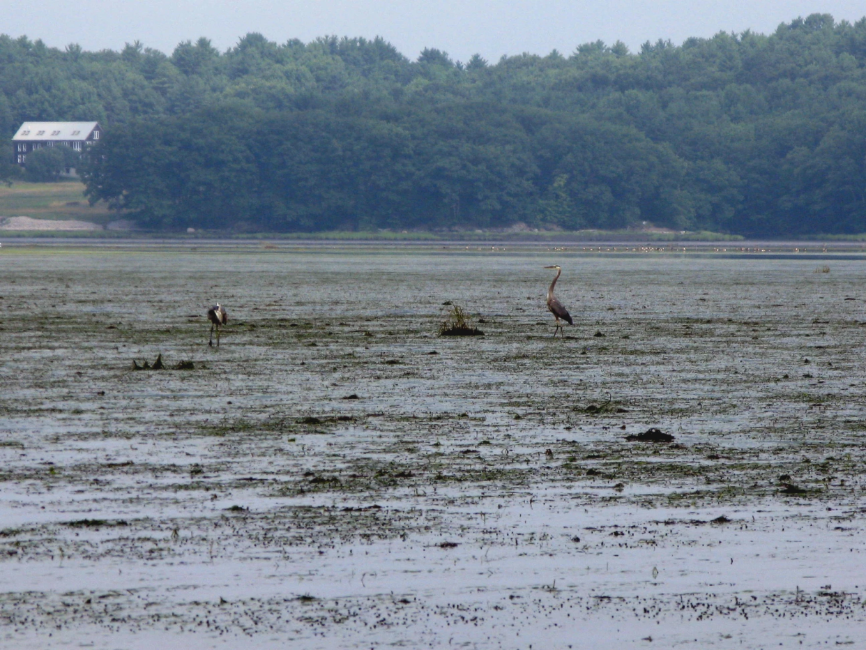 Blue herons in the Great Bay at low tide