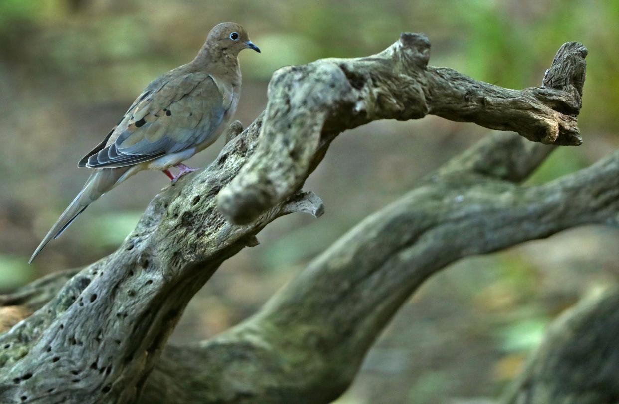 A Mourning Dove sits on a branch by the Eagle Creek Ornithology Center, at Eagle Creek Park, Wednesday, Sept. 18, 2019.