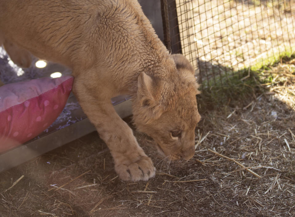 In this photo supplied by Humane Society International (HSI), Freya, a lion cub rescued from the wildfire trade in Lebanon, takes her first steps out of her container at the Drakenstein Lion Park sanctuary in Paarl, South Africa, Thursday, June 27, 2024. (Sam Reinders for Humane Society International via AP)