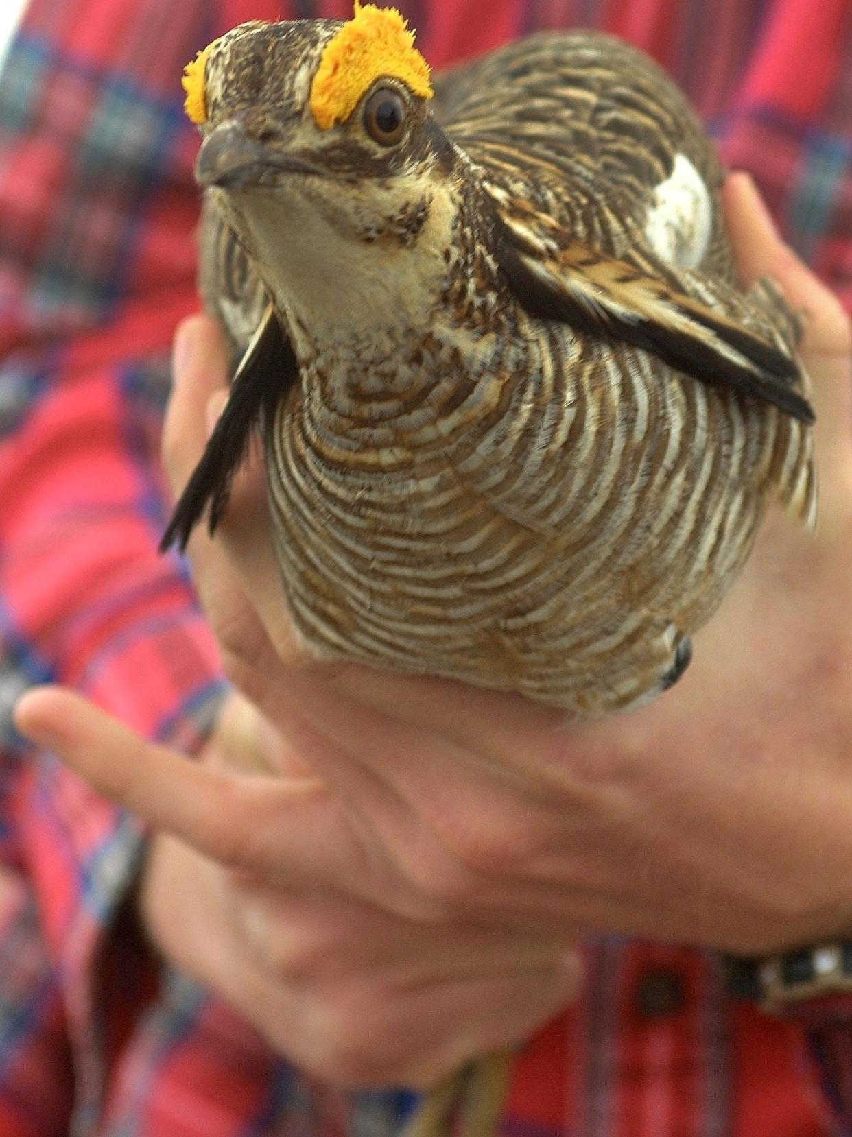 A lesser prairie chicken is shown in Laverne, a town in Harper County near the Oklahoma Panhandle.