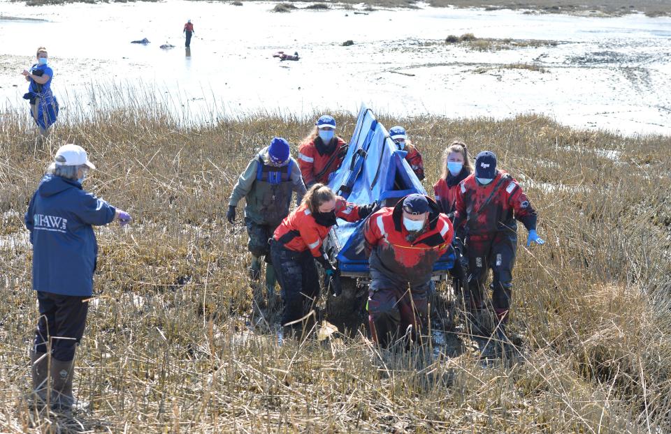 International Fund for Animal Welfare's Marine Mammal Rescue and Research team carry a dolphin on a stretcher across the mud flats and up an incline to a vehicle in March after six dolphins stranded in Wellfleet.