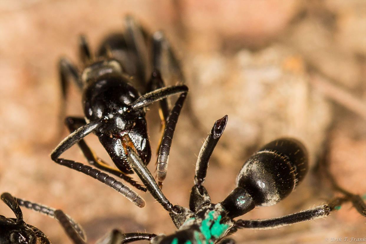A Matabele ant tends to the wound of a fellow ant whose legs were bitten off in a fight with termites. Erik Frank/University of Wuerzburg