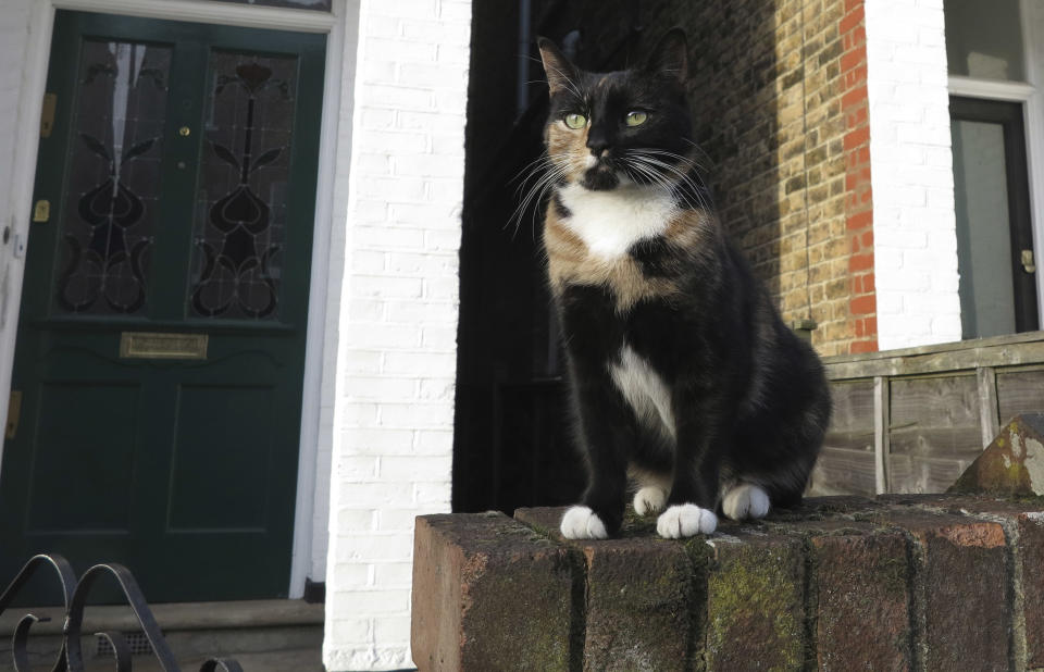 A cat sits on a wall in London, Thursday, Feb. 28, 2013. The London zoo is taking stock of an animal you don’t often find behind bars, launching what it says is the first interactive map of the British capital’s domestic cats. The zoo said that its interface would allow Londoners to upload scientific survey-style photos, descriptions, and locations of their cats _ creating a capital-wide census of the city’s felines. The map may not ultimately have much in the way of scientific value, but it could prove popular among Britain’s cat owners. (AP Photo/Kirsty Wigglesworth)