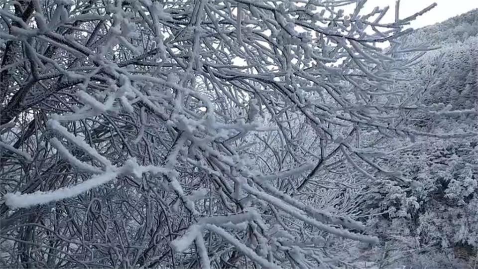 好美！霧淞讓武嶺白了頭 武陵農場冰柱如冰雪奇緣