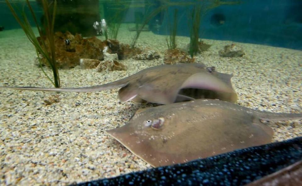 Two stingrays swim in a shallow pool at IMMS in Gulfport. A new addition that will open in the coming months will allow visitors to get much closer to sea life.