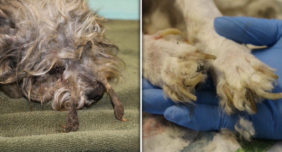 Left - Another dog with matted hair. Right - close up of a dogs paws with long nails.