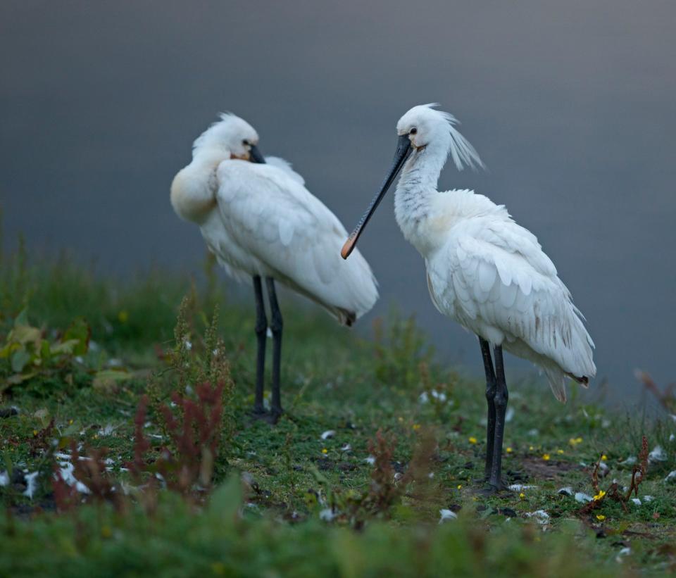 There were 46 spoonbill nests in the reserve last year