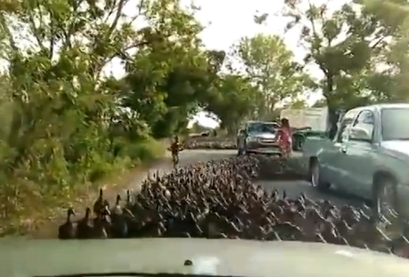 duck stampede