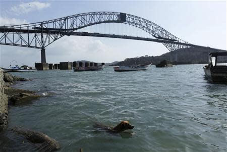 A dog swims as the Bridge of the Americas is seen in the background on the Pacific side of the Panama Canal in Panama City January 14, 2014. REUTERS/Carlos Jasso