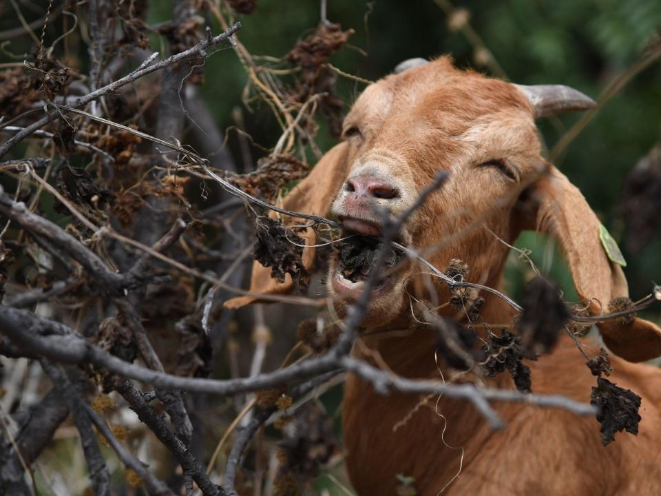 A goat is seen with his mouth agape on a branch while grazing in South Pasadena in 2019.