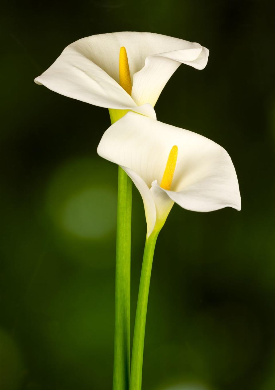 white arum calla lily