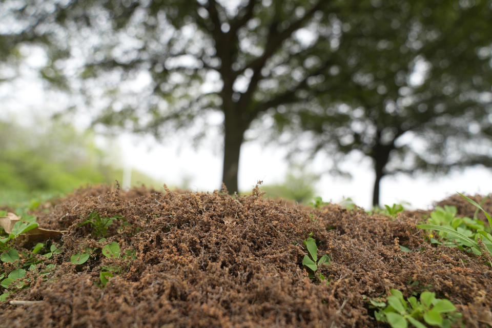 FILE - Tree pollen pods lay in a pile at a park in the Dallas suburb of Richardson, Texas, Thursday, March 21, 2024. The Asthma and Allergy Foundation of America issues an annual ranking of the most challenging cities to live in if you have allergies, based on over-the-counter medicine use, pollen counts and the number of available allergy specialists. In 2024, the top five were Wichita, Kansas; Virginia Beach, Virginia; Greenville, South Carolina; Dallas; and Oklahoma City. (AP Photo/LM Otero, File)