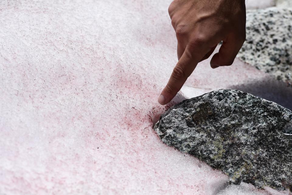 Biagio di Maio, researcher at CNR (National Research Council) shows pink colored snow on July 4, 2020 on the top of the Presena glacier near Pellizzano, . - The pink color of the snow is supposedly due to the presence of colonies of algae of the species Ancylonela nordenskioeldii from Greenland. (Photo by Miguel MEDINA / AFP) (Photo by MIGUEL MEDINA/AFP via Getty Images)
