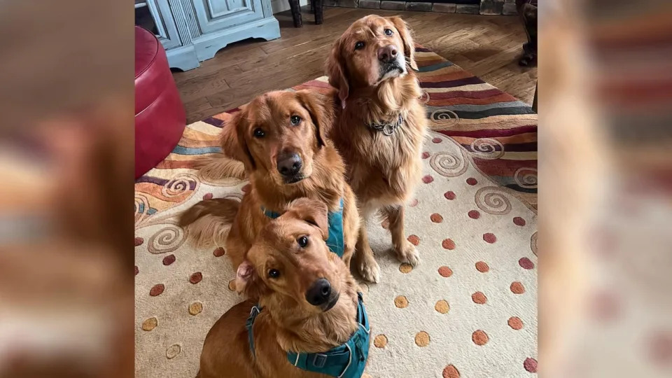 PHOTO: Wendy Brown’s three golden retrievers - Bridge, Dooley and Lulu - started exhibiting symptoms of a cough earlier this November. (Courtesy of Wendy Brown)