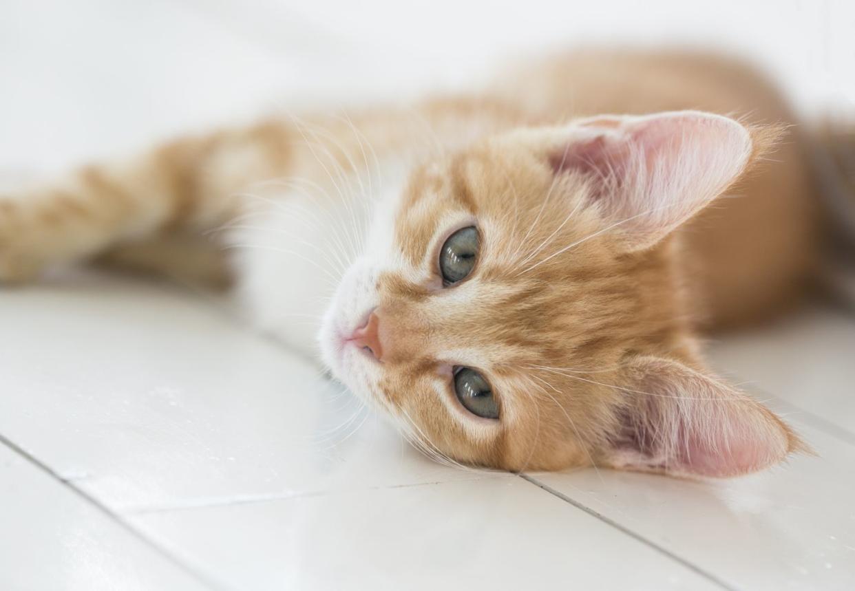 The Cutest Girl Cat Names For Your New Feline Friend