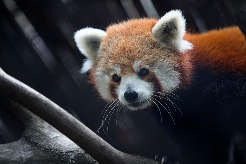 Sherman a 5-year-old male red panda roams his new home at the Brandywine Zoo Wednesday afternoon. Sherman is one of two new red pandas at the Zoo. 