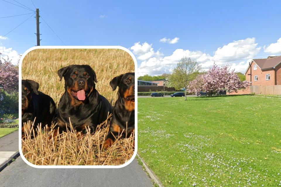 Three rottweilers/ Mallard Way <i>(Image: Pixabay/K L, Google Street View)</i>